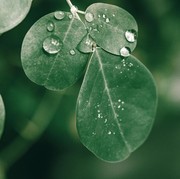 Ini Daftar Penyakit yang Bisa Disembuhkan dengan Daun Kelor