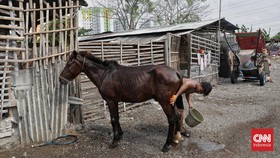 FOTO: Melihat Kampung Kuda Delman di Jakarta Timur