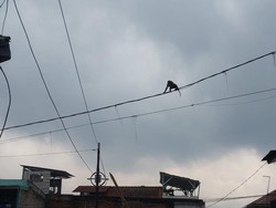 Geger Kawanan Monyet Turun di Permukiman Lembang