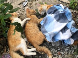 Deretan Kasus Penganiayaan Kucing yang Terjadi di Jawa Timur