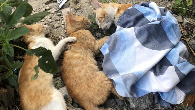 Sebanyak 12 ekor kucing di Malang mendadak meninggal secara bersamaan, diduga diracun.