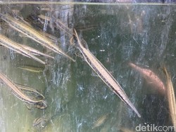 Ikan Aligator yang Bikin Piyono Masuk Bui Masih Dijual di Pasar Malang