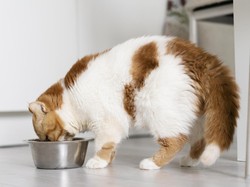 Kucing Lebih Baik Makan Raw Food, Wet Food atau Dry Food Yah?