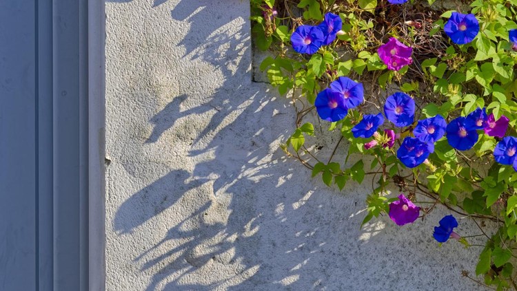 Morning glory vine covered wall seen along the streets of St Martin de Re on the island of Île de Ré, France