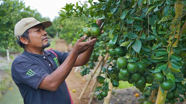 Memiliki komitmen dalam mendukung penguatan sektor pertanian di Indonesia, BRI pun menjadi mitra strategis bagi para petani Jeruk Semboro.