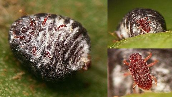 Duh, Tanpa Sadar Kamu Mungkin Sudah Sering Makan Serangga Ini! Apa Itu?