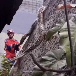 Hiii! Sanca Besar Muncul di Atap Rumah Warga Jaksel, Damkar Evakuasi