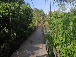 Detik-detik Horor Jembatan Gantung di Lutra Putus-6 Pemotor Jatuh ke Sungai