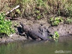 Hiii! Buaya Besar Kembali Tampakkan Diri di Sungai Gebang Sidoarjo