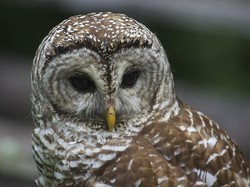 6 Burung Paling Berbahaya di Dunia, Salah Satunya Kasuari