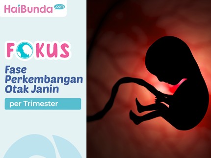Fase Perkembangan Otak Janin per Trimester