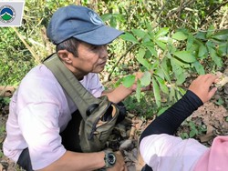 Ahli Temukan Flora Endemik Terancam Punah, Konon di Bumi Hanya Ada di Jember