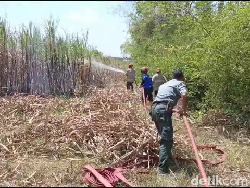 Kepanikan Warga Saat 30 Hektare Lahan Tebu Lumajang Terbakar