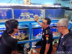 Pasar Splendid Disidak Cari Ikan Aligator, Hasilnya Mengejutkan