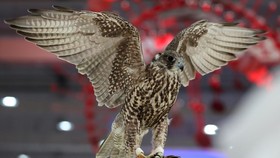 FOTO: 'Surga' Pecinta Elang dan Perburuan di Qatar