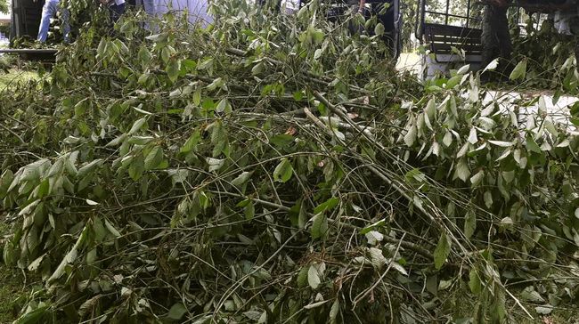 Daun ‘Surga’ dari Jakarta Laku Keras Dibeli Orang Amerika