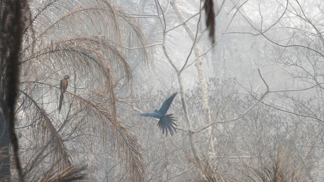 FOTO: Kebakaran Hutan Membara di Bolivia