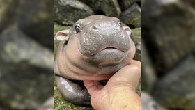 Mengenal Moo Deng, Bayi Kuda Nil Lucu di Thailand yang Viral