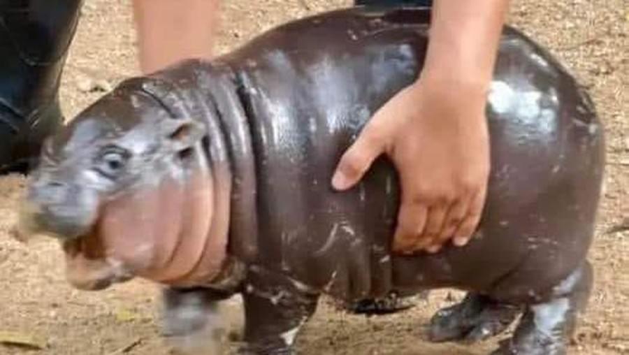 Moo Deng si bayi kuda nil viral Moo Deng si bayi kuda nil viral