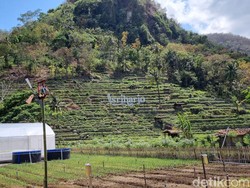 Wisata Agro Edukasi di Imogiri Bantul Tawarkan Pengalaman Jadi Petani