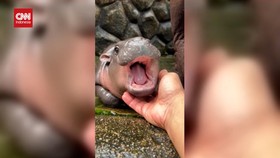 VIDEO: Mengenal Moo Deng, Bayi Kuda Nil Menggemaskan asal Thailand