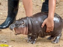 Heboh Bayi Kuda Nil Jadi Seleb di Thailand