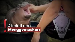 img-title Makin Viral! Moo Deng Anak Kuda Nil di Thailand Buat Khawatir Penjaga