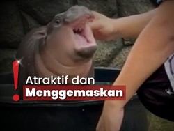 Makin Viral! Moo Deng Anak Kuda Nil di Thailand Buat Khawatir Penjaga