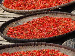 Stok Cabai Diklaim Aman, Kok Harga Naik?