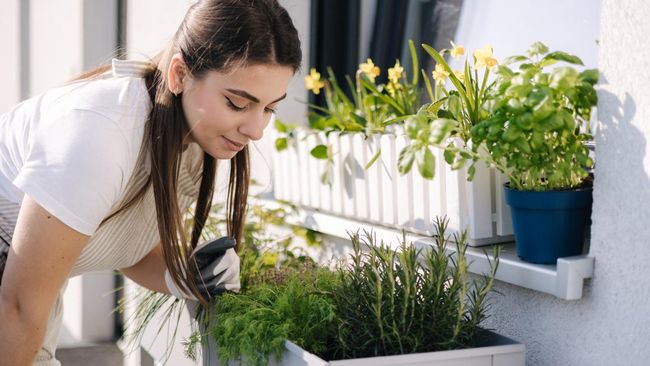 Ingin napas lega terus? Ada beberapa tanaman herbal yang bisa diandalkan untuk mendukung kesehatan paru-paru.