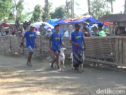 Keseruan Ratusan Kambing 3 Kabupaten Ramaikan Karapan di Lumajang