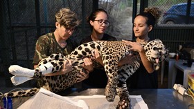 FOTO: Jaguar-jaguar Malang Terdampak Kebakaran Padang Rumput Brasil