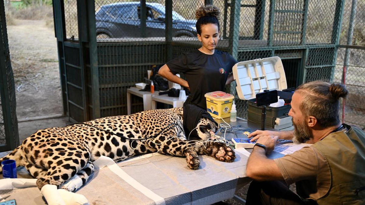 FOTO: Jaguar-jaguar Malang Terdampak Kebakaran Padang Rumput Brasil