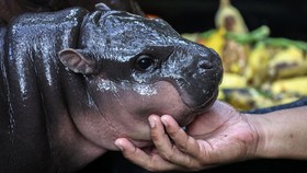 Bayi Kuda Nil Moo Deng 'Prediksi' Hasil Pilpres AS, Siapa yang Menang?