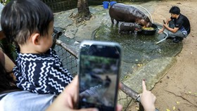 FOTO: Polah Menggemaskan Moo Deng, Bayi Kuda Nil Viral Asal Thailand