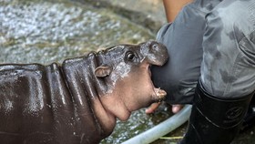 Moo Deng Punya Saingan, Eva Si Harimau Emas Tak Kalah Menggemaskan