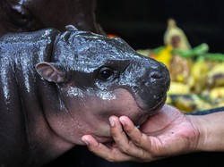 Moo Deng Mau Ultah nih, Wisatawan Diundang buat Masak Menu Favoritnya