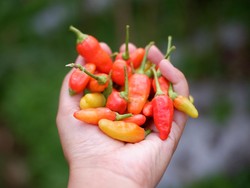 Cara Menanam Cabai dengan Hidroponik