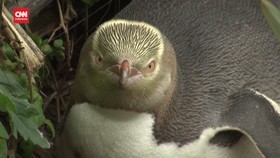 VIDEO: Penguin Langka Bermata Kuning Jadi Primadona di Selandia Baru