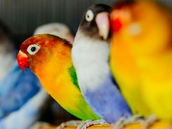 8 Tips Merawat Burung agar Tetap Sehat dan Berkicau dengan Merdu