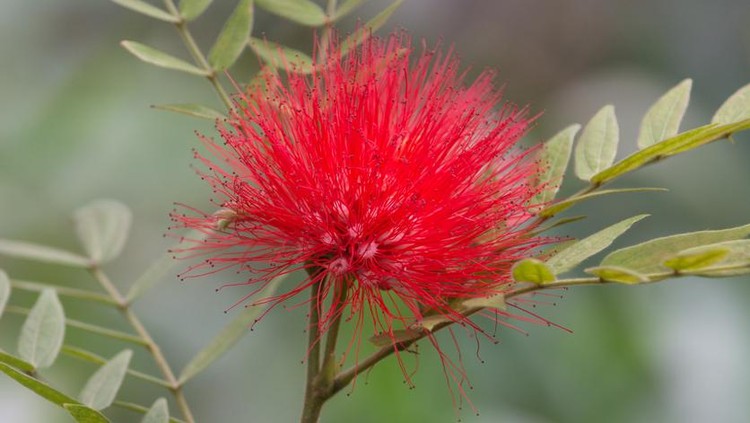 Ilustrasi tanaman hias kaliandra red calliandra flower, shrubby ornamental foliage and bloom taken in shallow depth of field, closeup