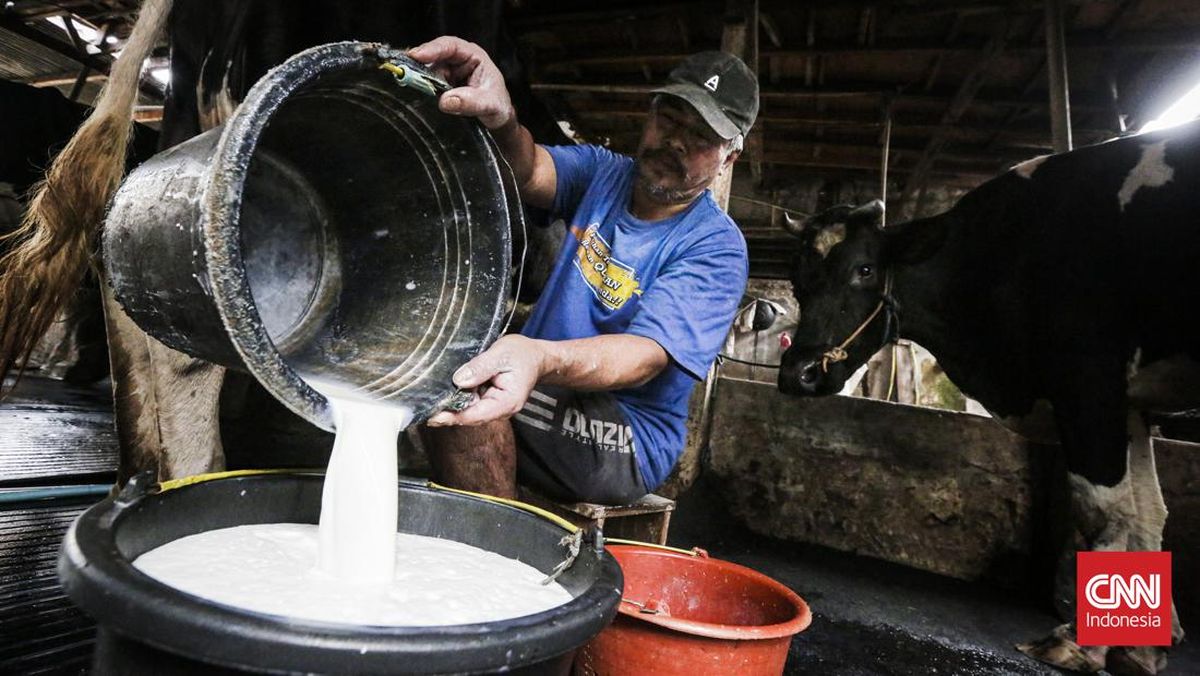 Peternak Ungkap Permintaan Susu Sapi Naik 20% di Tengah Kelangkaan