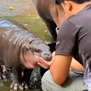 Siapa Moo Deng? Viral di Medsos Sampai Bikin Kebun Binatang di Thailand Banjir Pengunjung