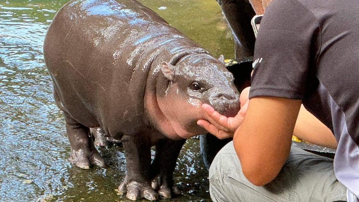 img-title Moo Deng, Si Hewan Langka Dari Afrika Barat