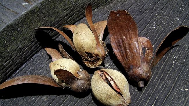 Illipe butter atau tengkawang adalah tanaman asli hutan Kalimantan yang punya banyak manfaat untuk kecantikan.