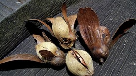 Mengenal Illipe Butter, Rahasia Kecantikan dari Hutan Kalimantan
