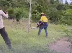 Klarifikasi PT MDA Dituding Serobot Lahan Usai Tebang Pohon Cengkeh Warga