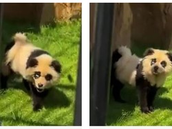 Keterlaluan! Kebun Binatang China Warnai Anjing Jadi Panda