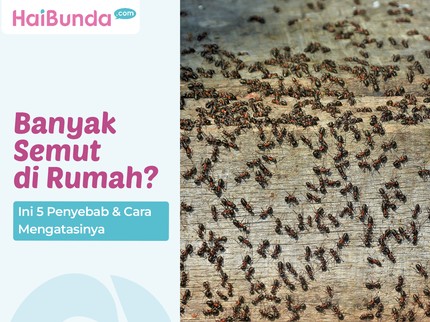Banyak Semut di Rumah? Ini 5 Penyebab & Cara Mengatasinya