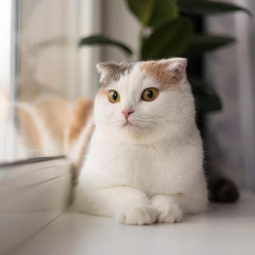 Si Paling Ekspresif! Studi Ungkap Kucing Punya 276 Ekspresi Wajah